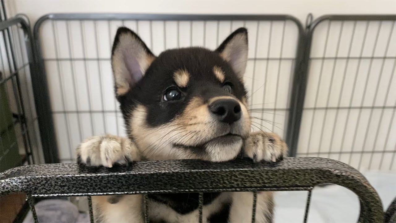 柴犬の大吉くん【癒し動画】