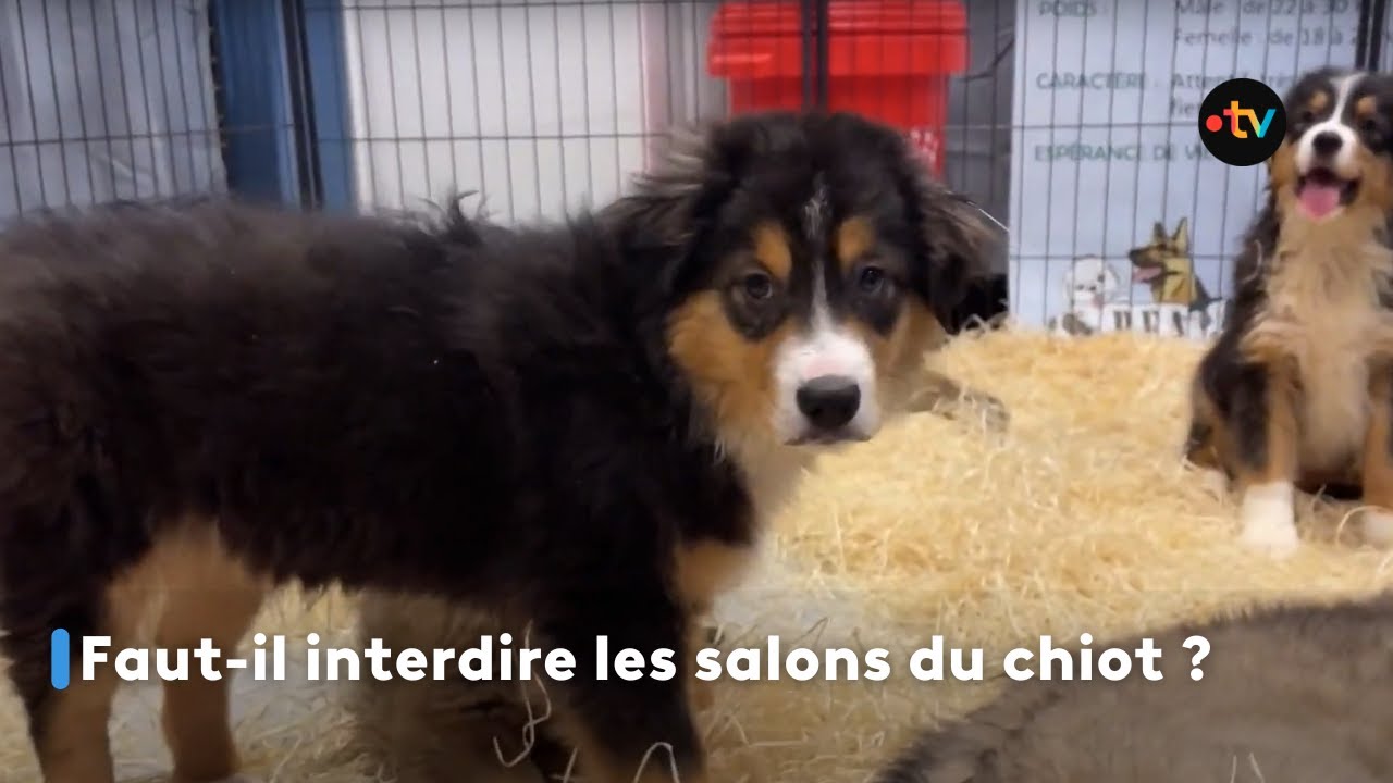 Faut-il interdire les salons du chiot ?