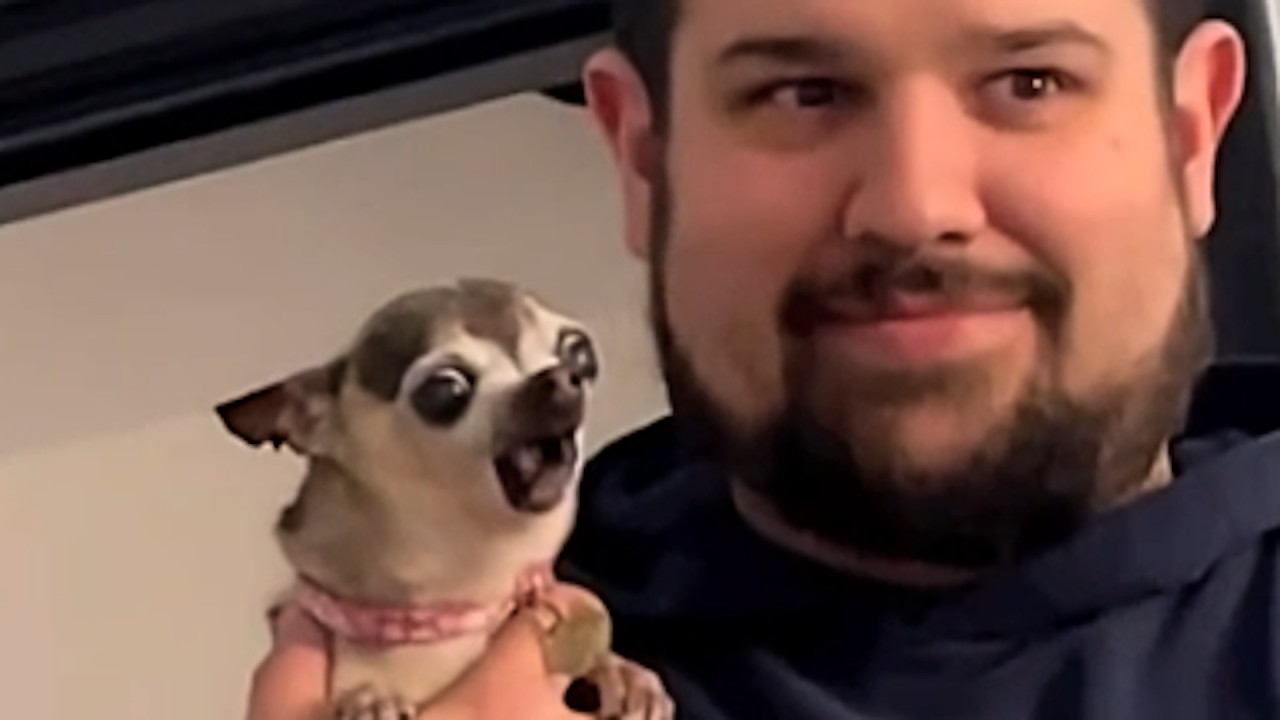 Chihuahua gets mad at everyone for existing