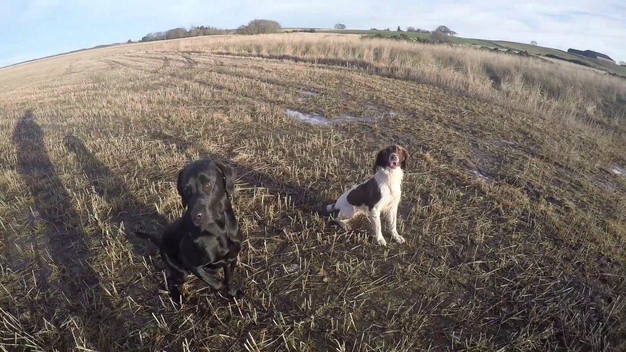 Gundog Training Labrador retriever & Springer Spaniel