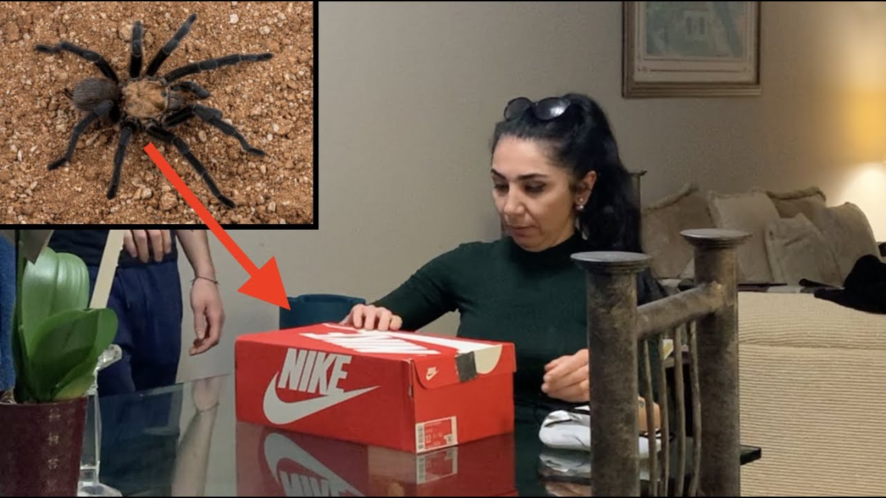 REAL TARANTULA PRANK ON PERSIAN MOM **SCREAMING**