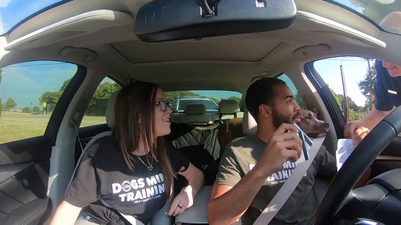 Pulled over with pitbull and gun