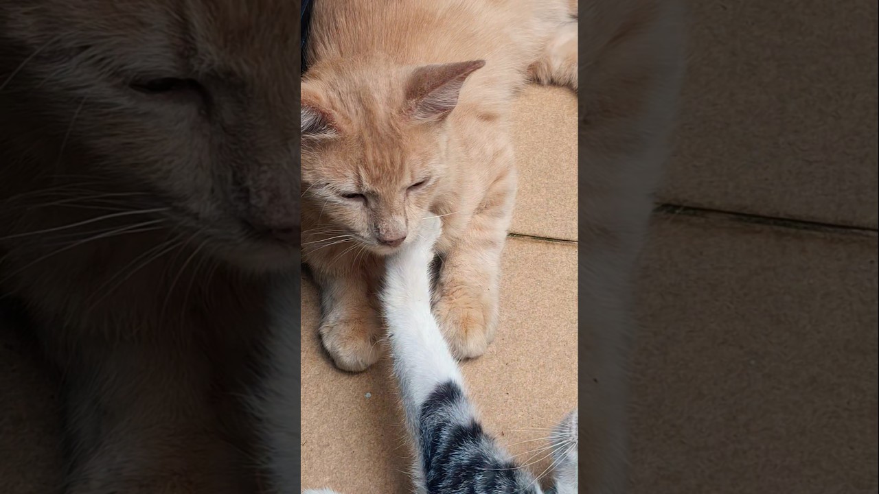 #shorts #short #cat #catlovers #kitten