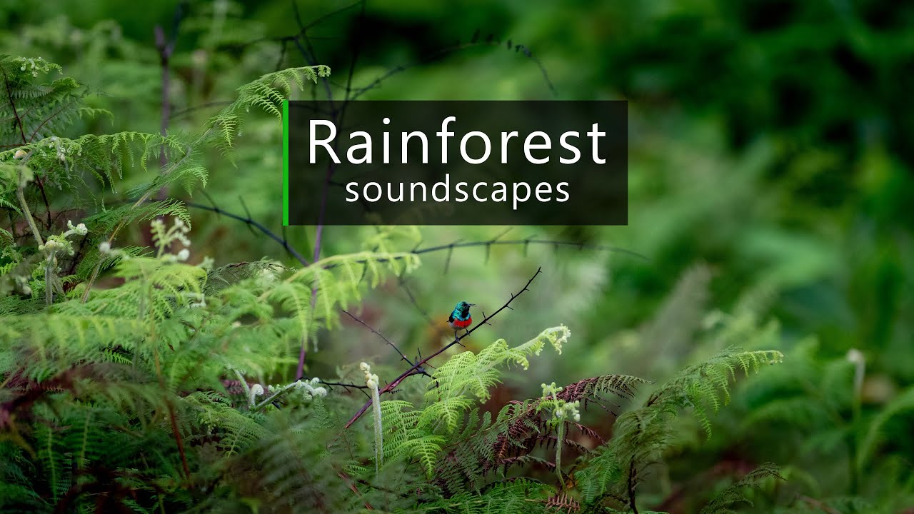 Jungle sounds - fascinating birdsong in the Congo rainforest
