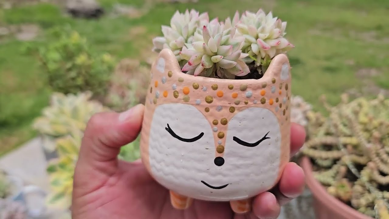 TOUR X MI COLECCION DE SUCULENTAS VARIEGADAS #suculentas #plantas 