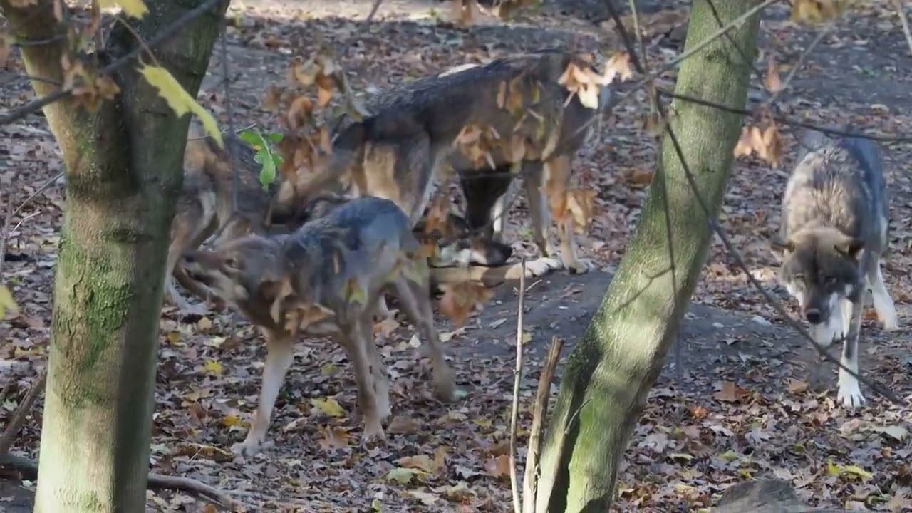 PREDAZIONI: LUCCA, ALTRO PASSO IN AVANTI A DIFESA PASTORIZIA