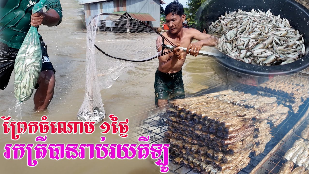 មិនធម្មតាទេ ព្រែកចំណោមមួយថ្ងៃៗប្រជាជនអាចរកត្រីបានរាប់រយគីឡូ