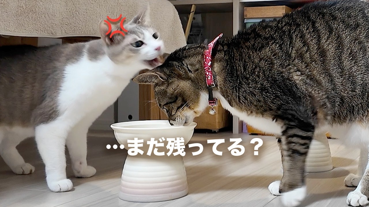 ネコババしようとして怒られる猫