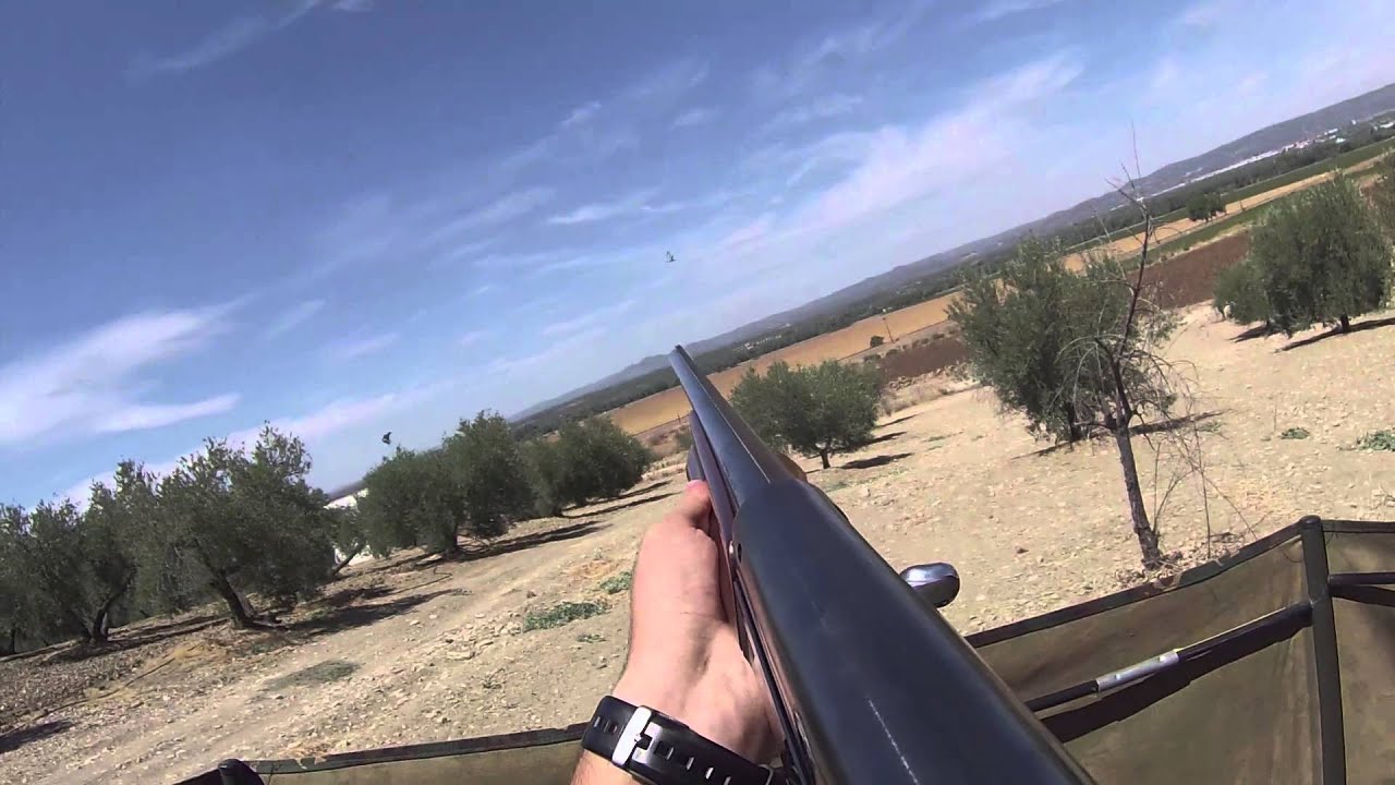 Media Veda 2014. Palomas y T&oacute;rtolas