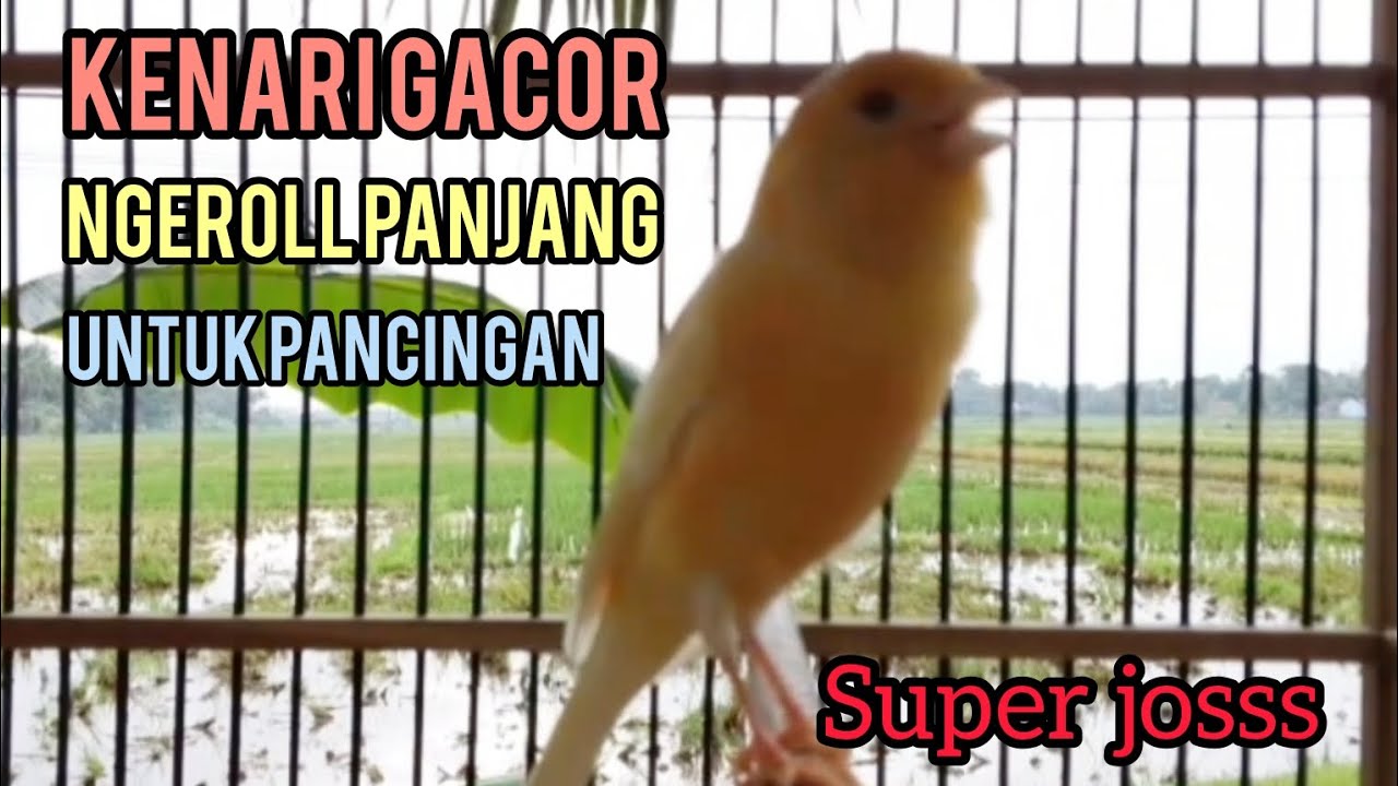 KENARI GACOR UNTUK MASTERAN