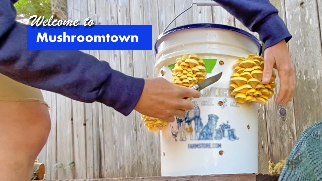 Growing mushrooms at home in a bucket and in the garden. Trying out homegrown mushrooms in the PNW!