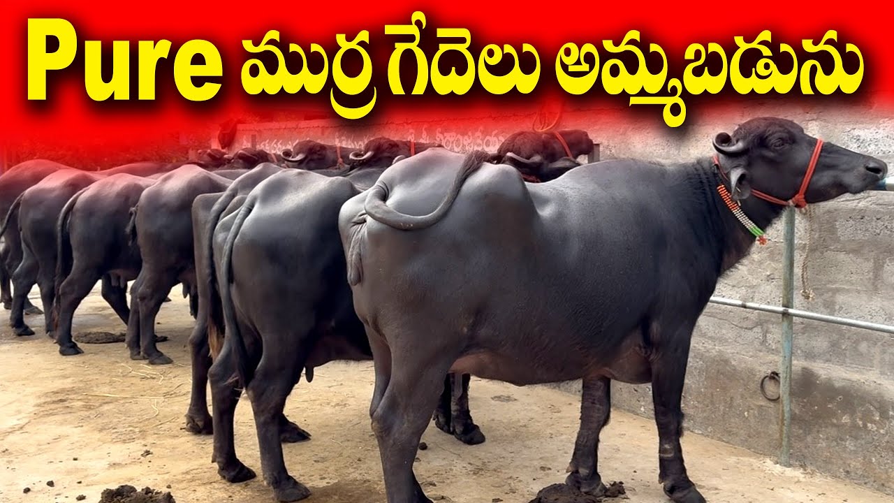 6 గేదెలు తీసుకుంటే Free Transport | Murrah Buffaloes For sale