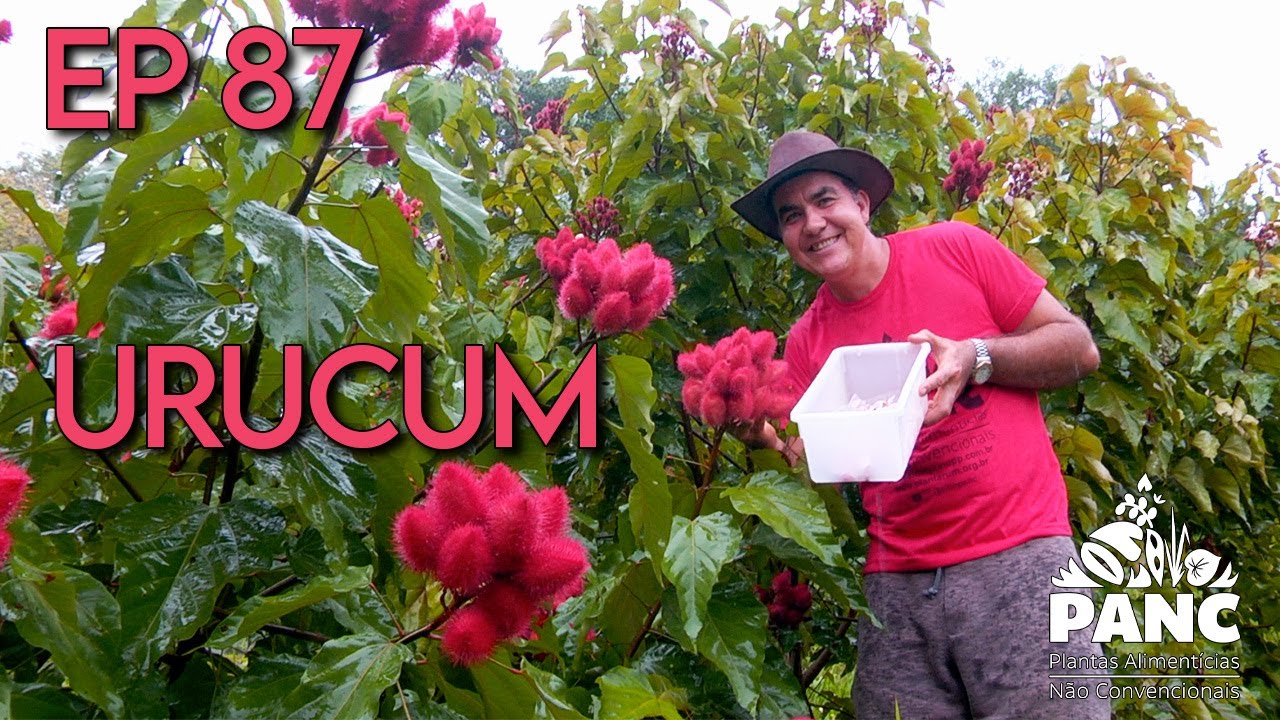 EPISÓDIO 87 - URUCUM | #pancnaveia #valdelykinupp
