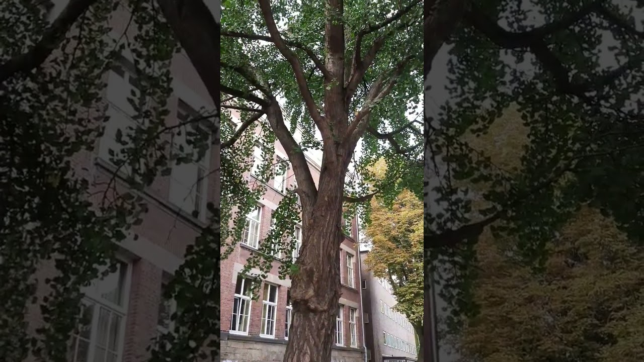 #bremen #germany #deutschland #autumn #autumnfoliage #autumnleaves #autumnwalk #autumncolors