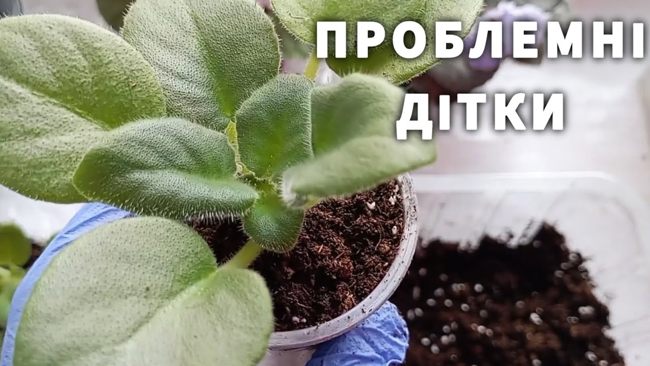 ФІНАЛЬНЕ РОЗМНОЖЕННЯ ФІАЛКИ ФРАГМЕНТОМ ЛИСТА. НЮАНСИ ПРИ ПРОБЛЕМНИХ ДІТКАХ #рослиниукраїна #фіалки