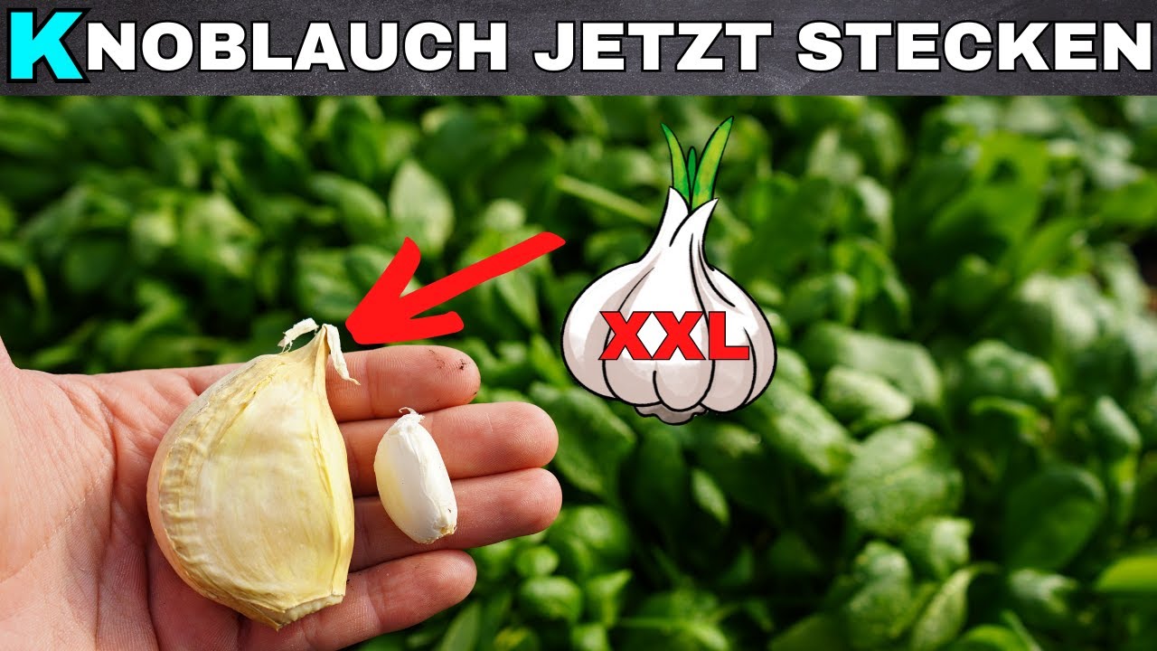 Elefantenknoblauch selber anbauen - der größte Knoblauch der Welt