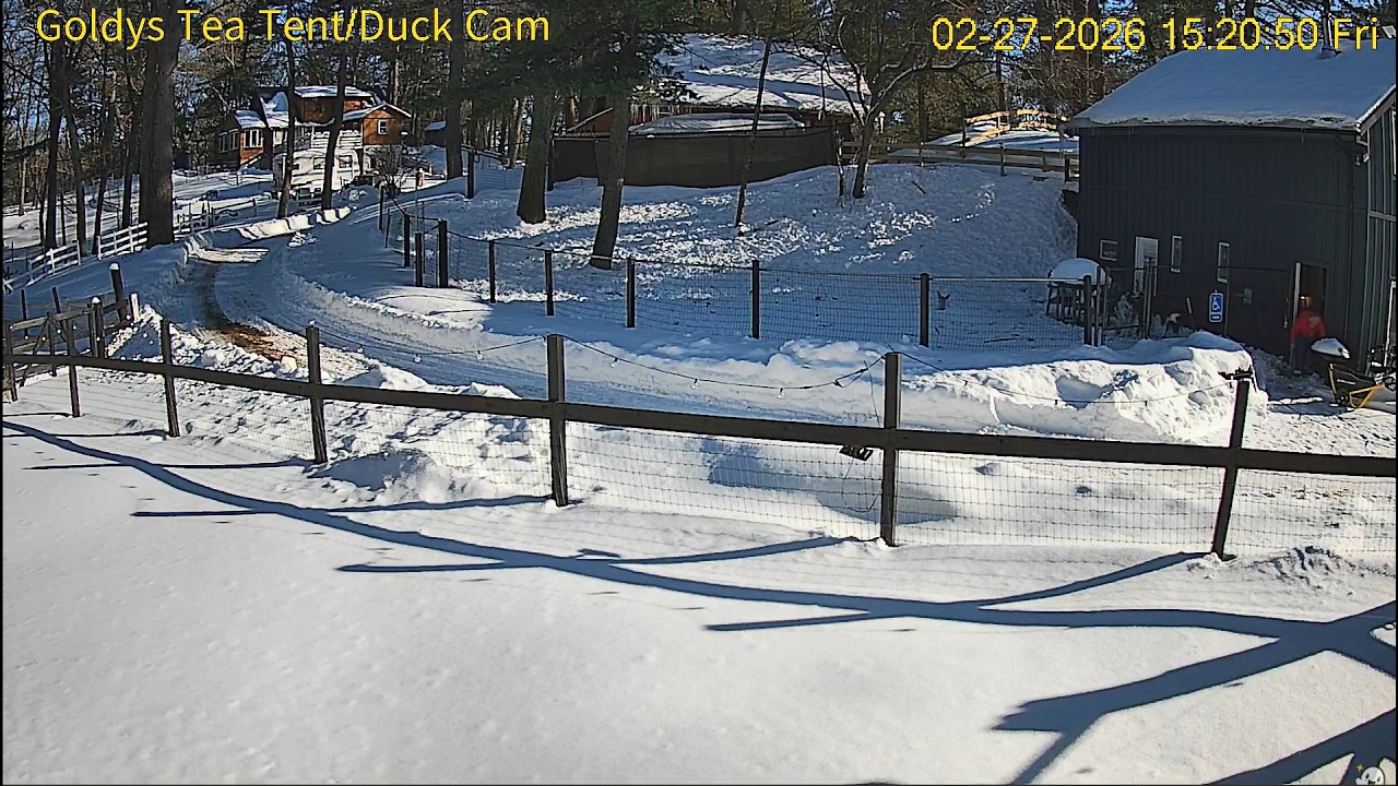 Goldy's TeaTent/DuckCam.  Willow,Larkey&SizzlePlayInYard. Larkey,You're TooRough☹️JustinLetsThemIn.