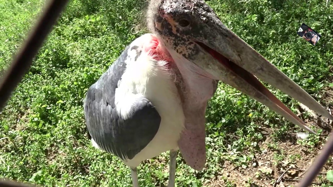 Le Marabout  est un échassier africain   - Zoo d' Upie  (Drôme) France
