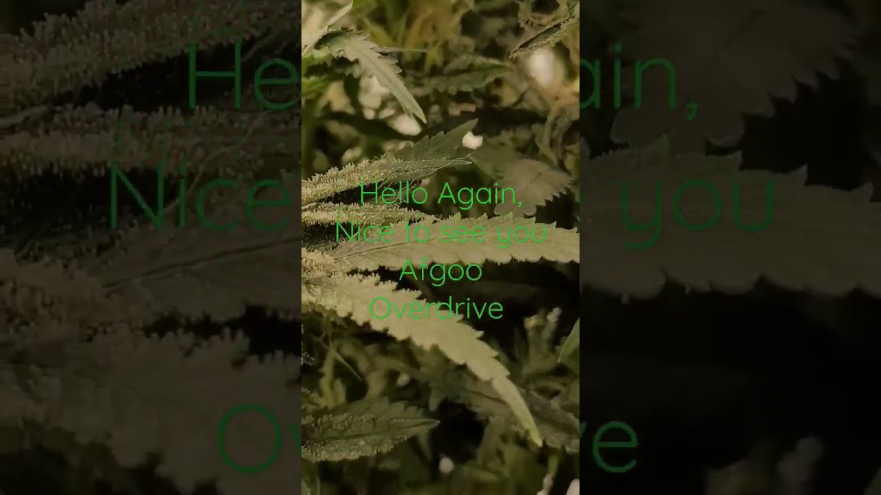 Afgoo Overdrive, FlowerDay 45? #420GTGT