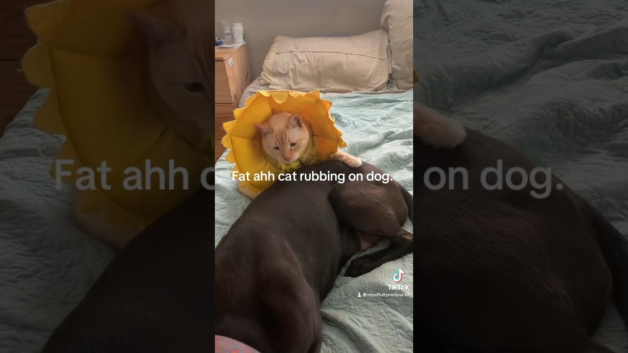 Fat Ahh Cat Rubbing On Dog