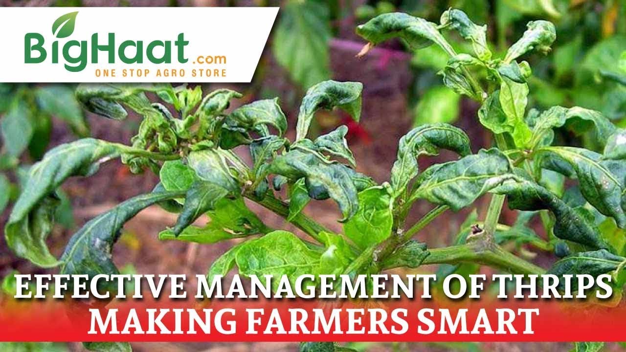 మిరపలో డెలిగేట్ ఉపయోగించ విధానము | Managing Chilli Thrips | BigHaat