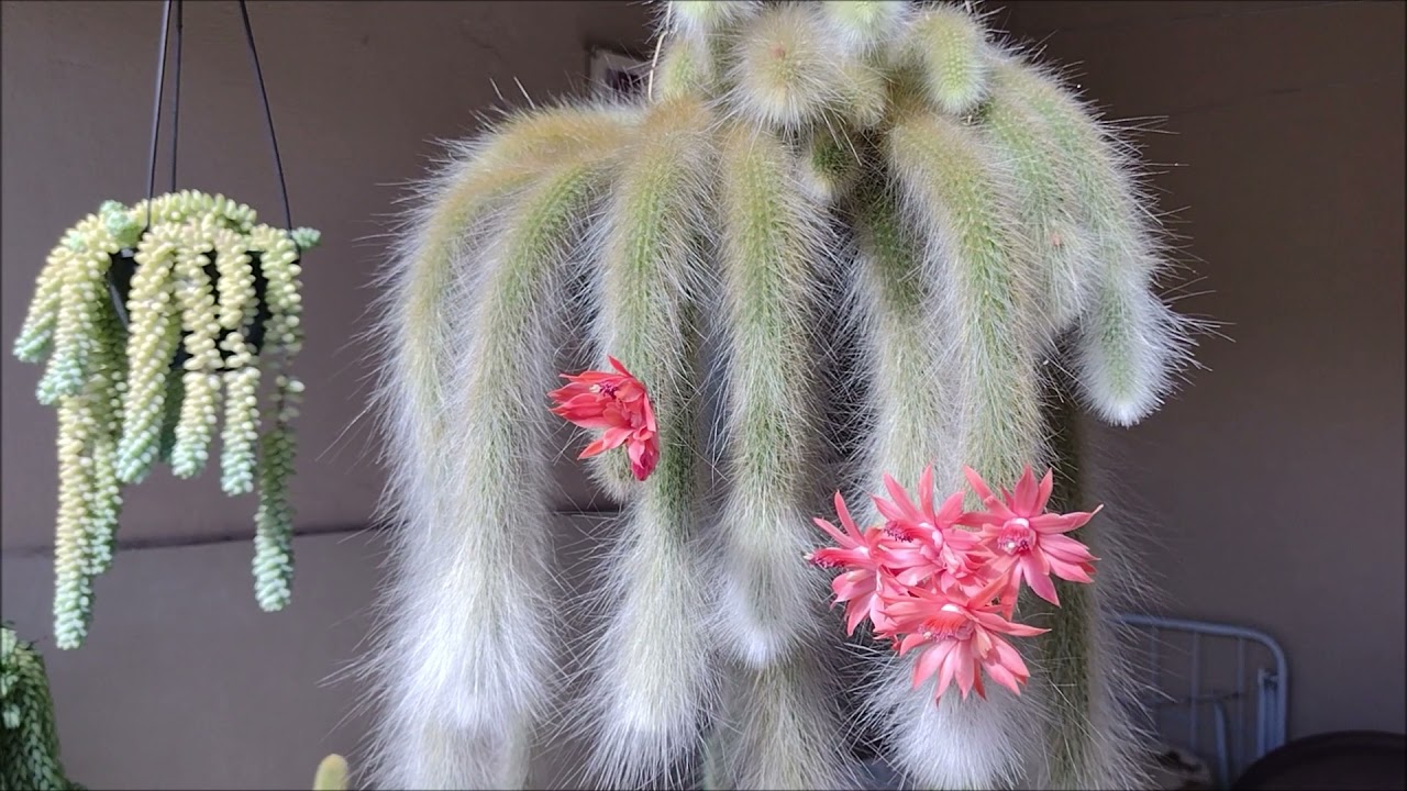 CACTO RABO DE MACACO - DICAS DE CULTIVO E CURIOSIDADES | CACTUS TV