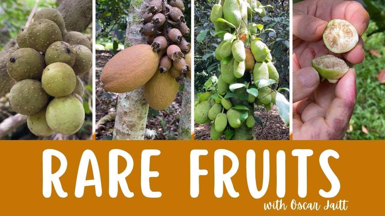 Rare Fruit, plus some of the BEST Advice You'll EVER Hear on Homesteading