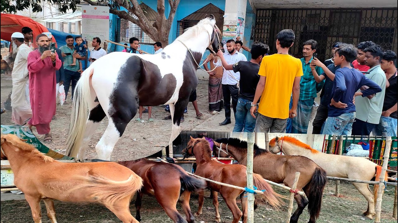 ১৪/৩/২৫/ঘোড়া প্রেমই ভাইদের জন্য এখনই সুযোগ ঘোড়া কিনার, সে ঐতিহ্যবাহী গুপিনাথপুর এর মেলা থেকে।