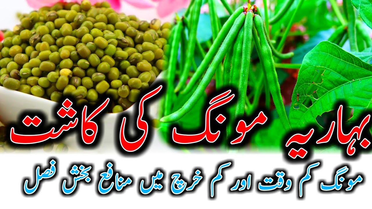 Spring moong bean cultivation |Moong bean production| moonbeen Short-duration crop | @kisanpoint13