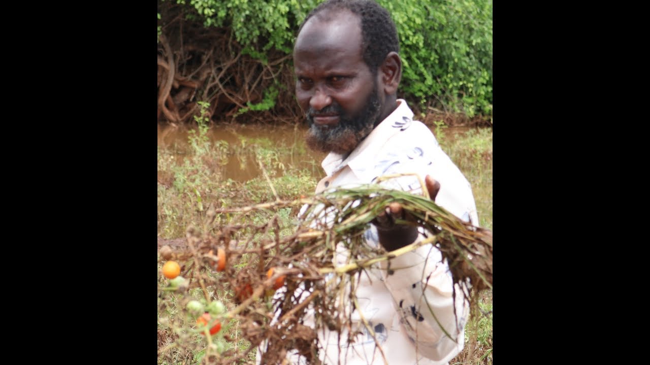 Flash Flood Destroyed Crops In Mandera Farms