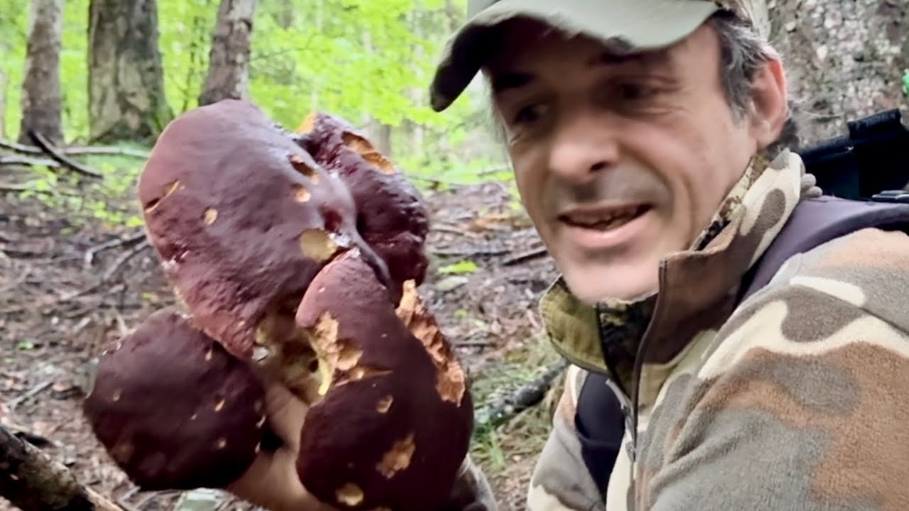 Funghi Porcini 2024🌖CHE MAZZO 🌖
