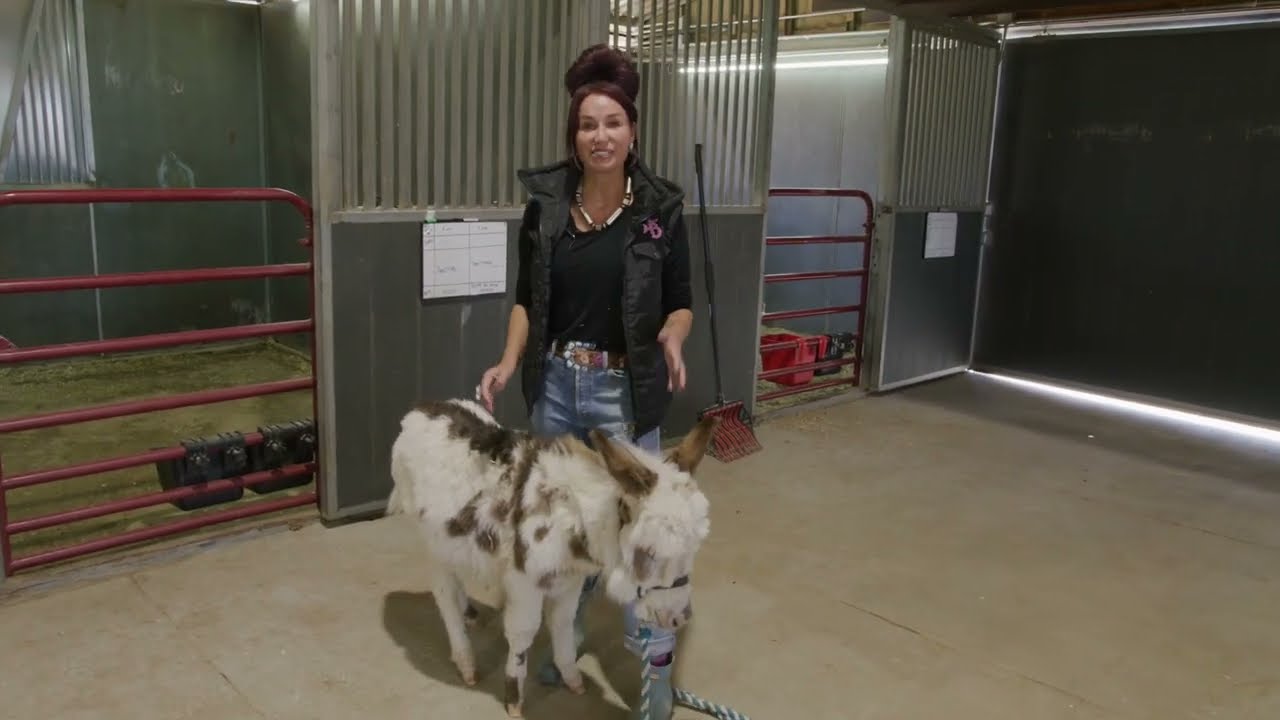 Bougie's Quigley - Super Cute and Tiny Micro Mini Donkey Jack!