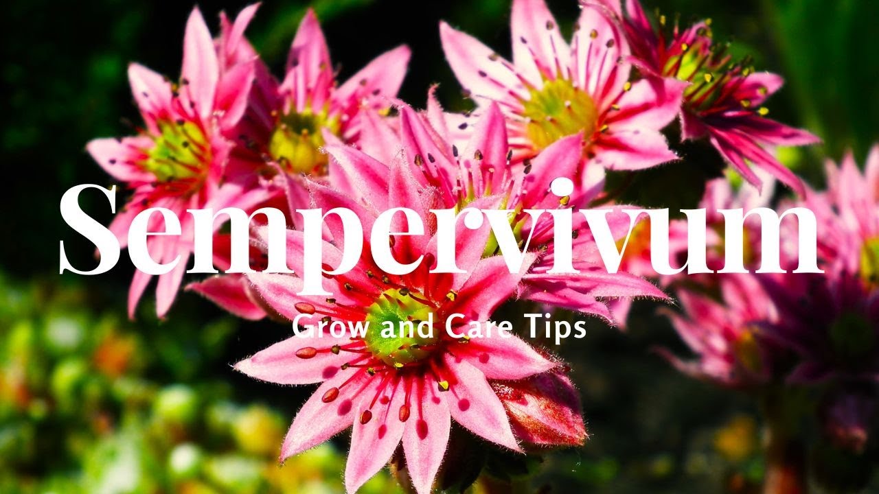 Sempervivum: Grow and Care Tips