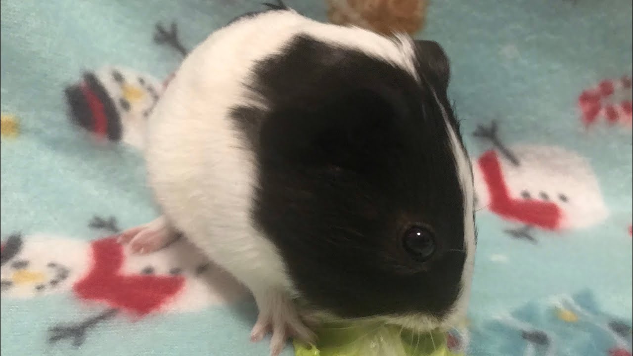 Update On Smokey (Failed Adoption)