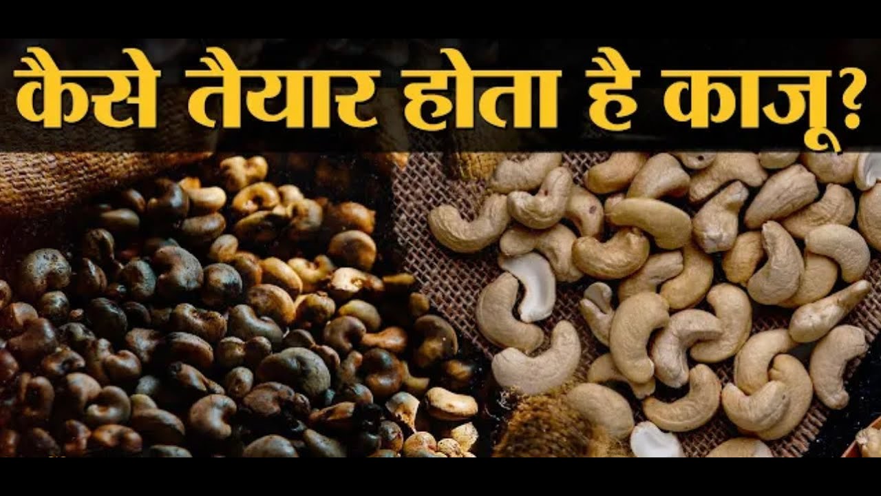 Biggest Kaju Factory of India | Indian Dry fruit Manufacturing |Indian Food