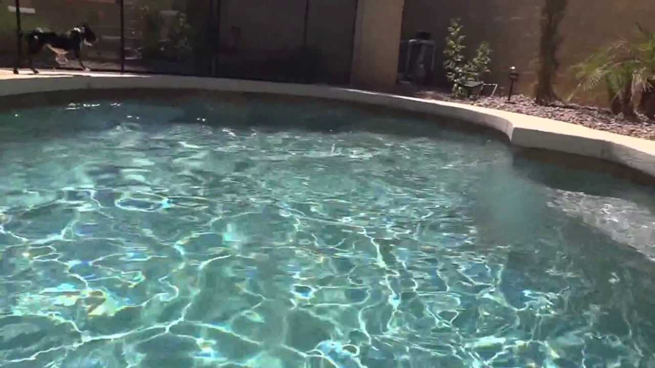 Super Boston Terrier Diving Otter dogs Roo (aka Michael Phelps) and Emma