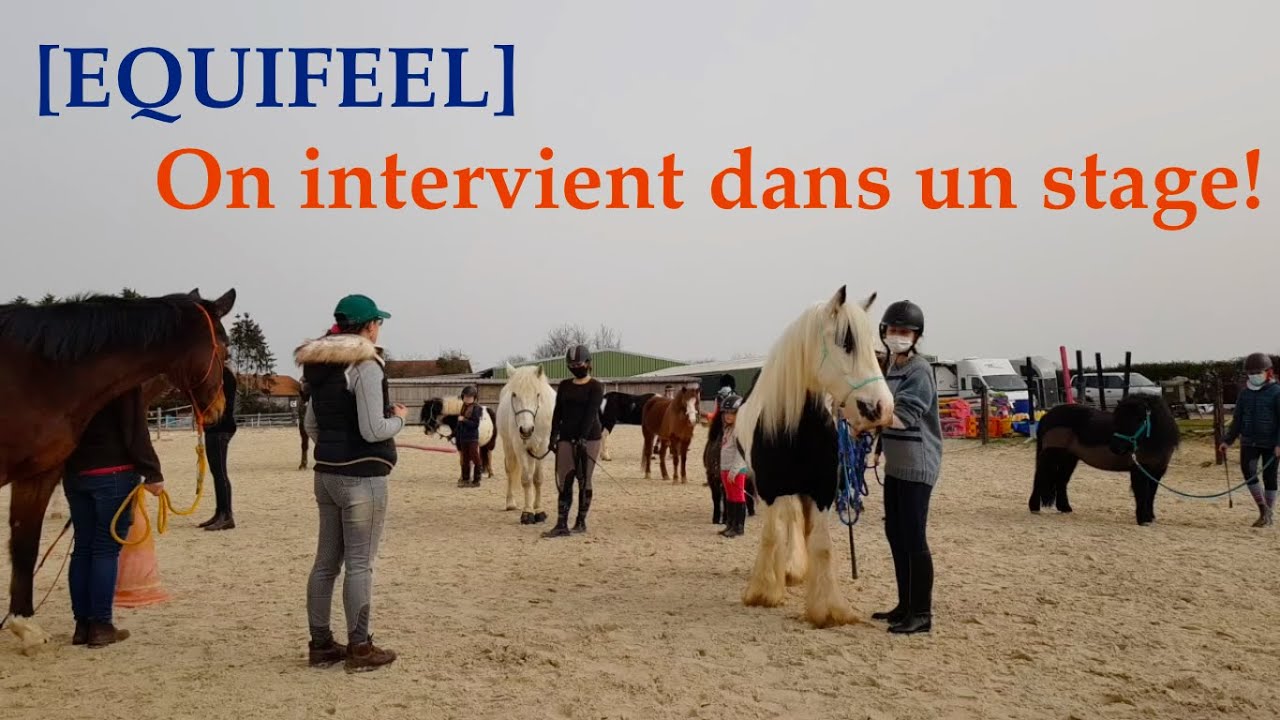 [EQUIFEEL] On intervient dans un stage!