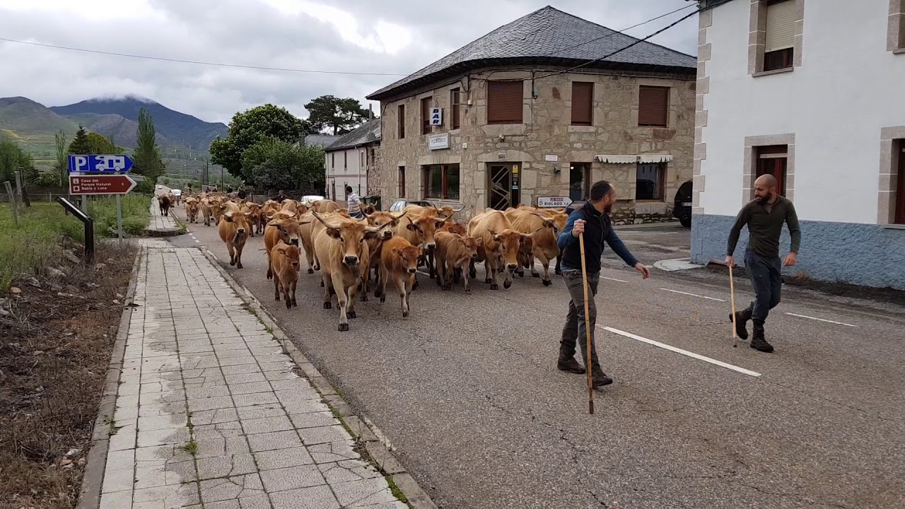 Durga y su corte van de nuevo a los pastos de Lago de Babia.