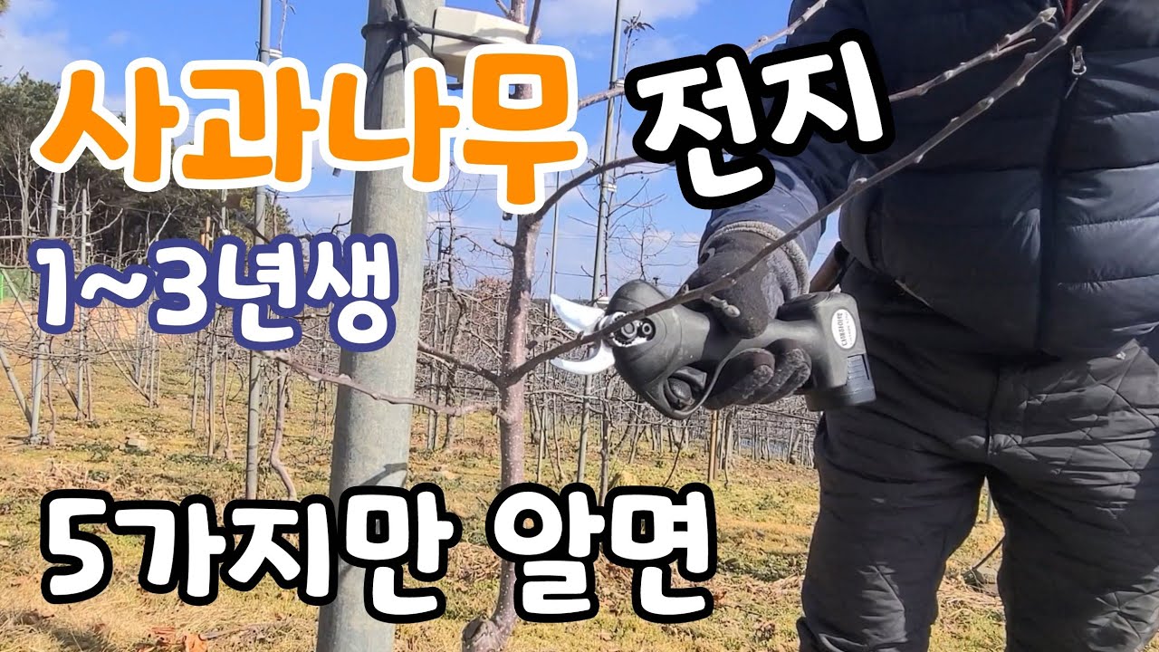 5가지만 알면 사과나무 전지 !! 1~3년생 가지치기 꿀팁