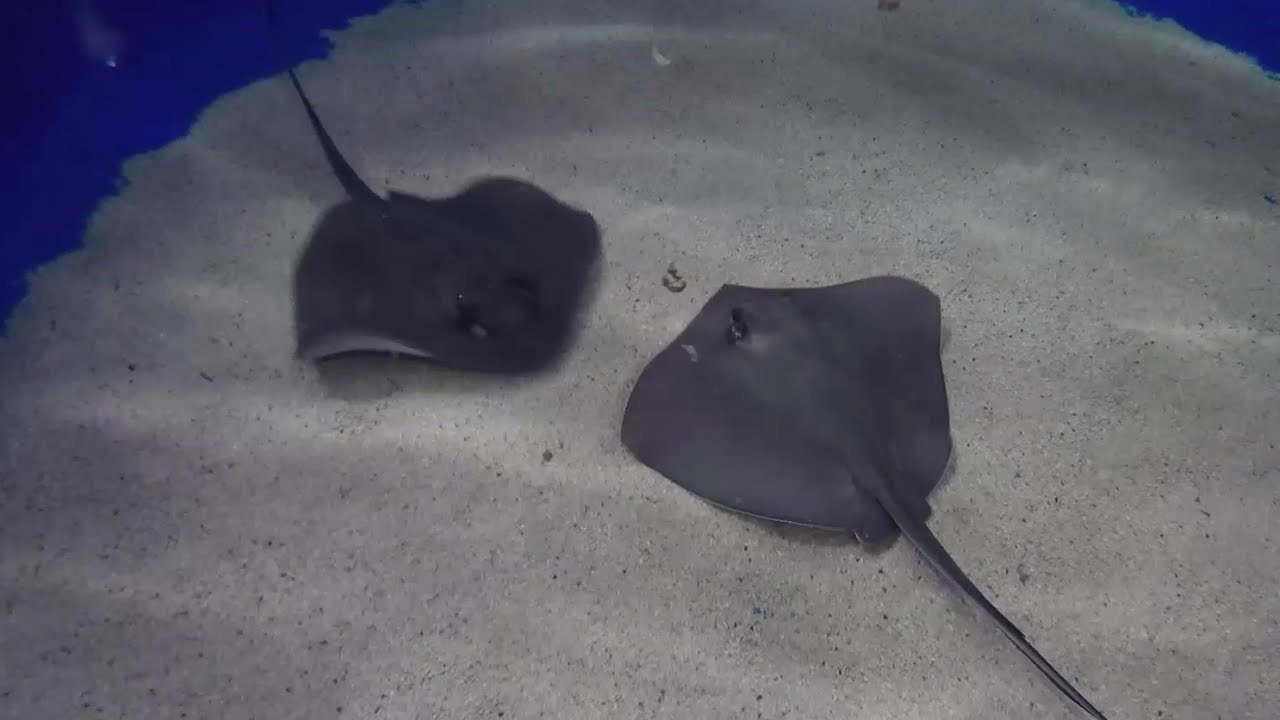 Feeding Baby Rays
