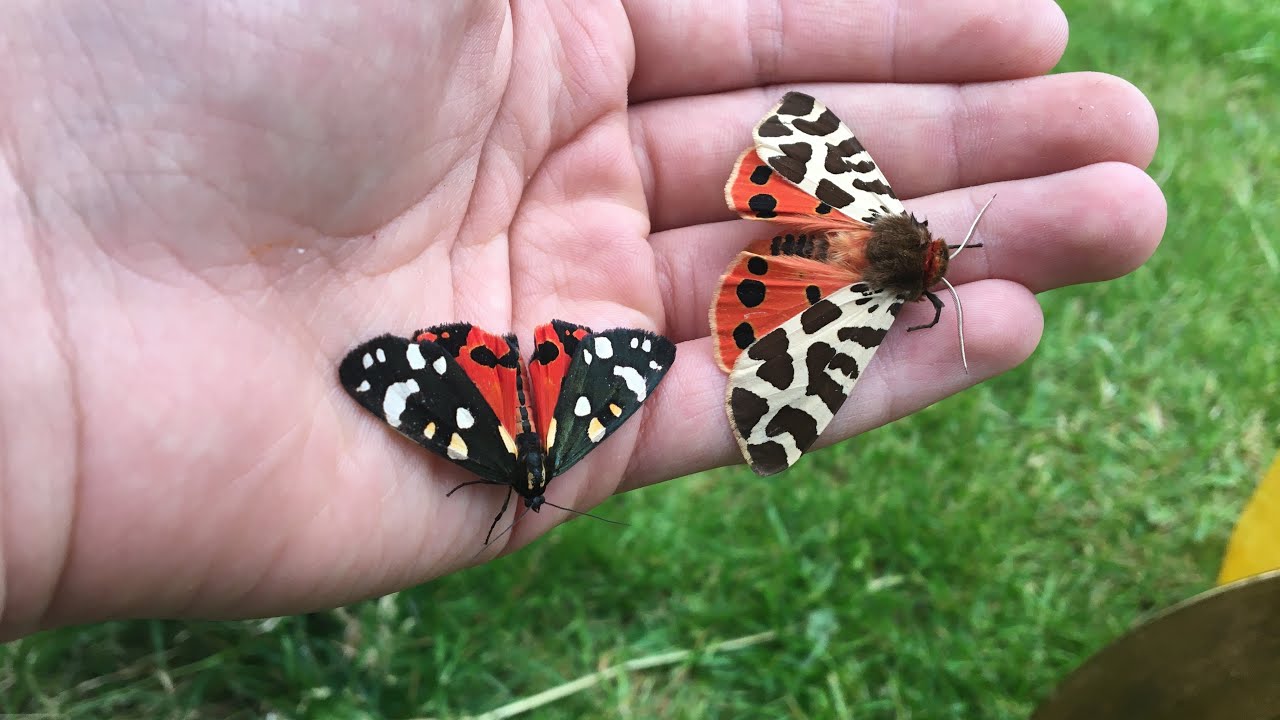 SWARMED with moths! Too many to count in the moth trap 24th June 2024