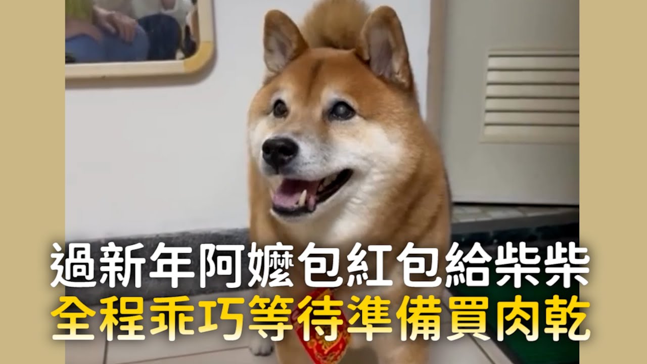 過新年阿嬤包紅包給柴柴　全程乖巧等待準備買肉乾