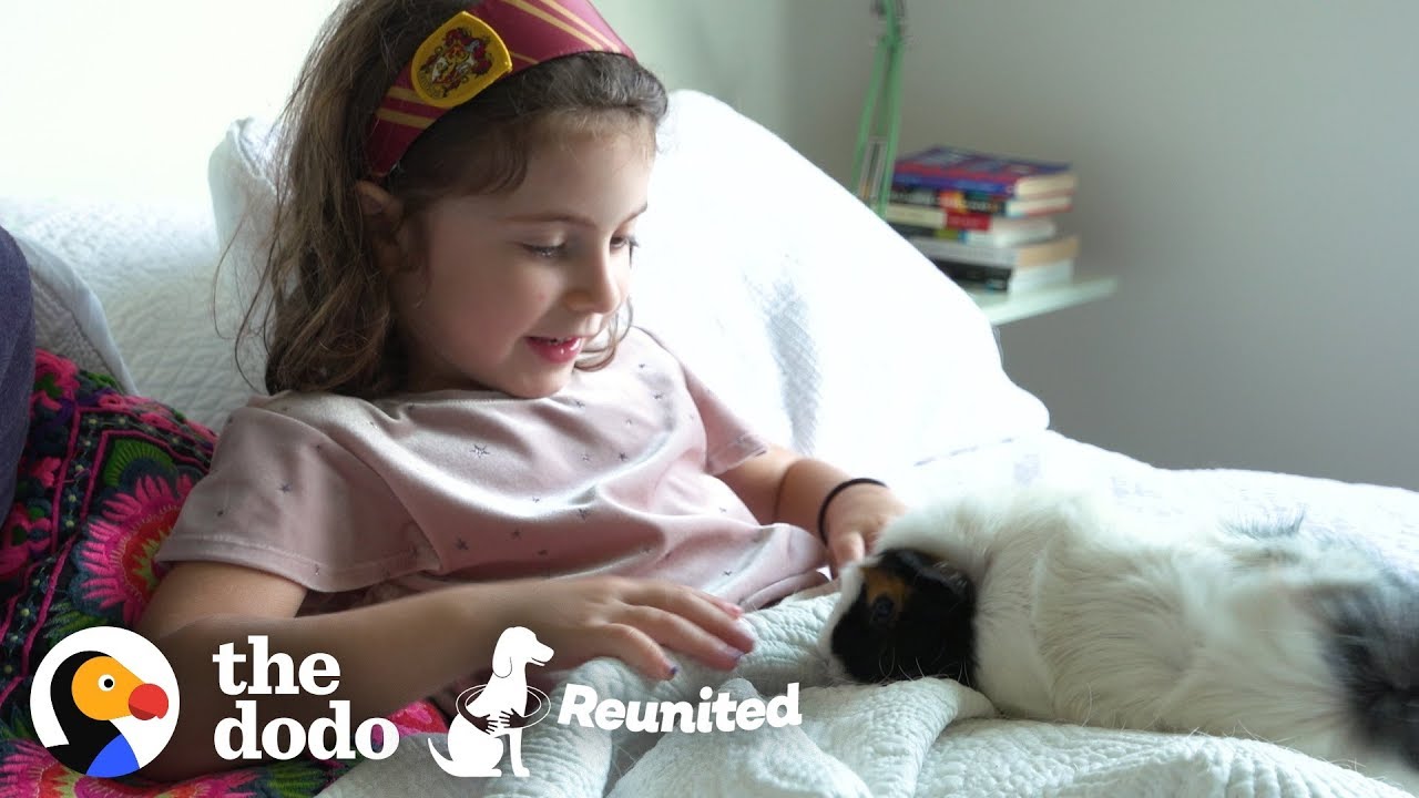 Little Girl And Guinea Pig Are The Cutest Pen Pals | The Dodo Reunited Season 2