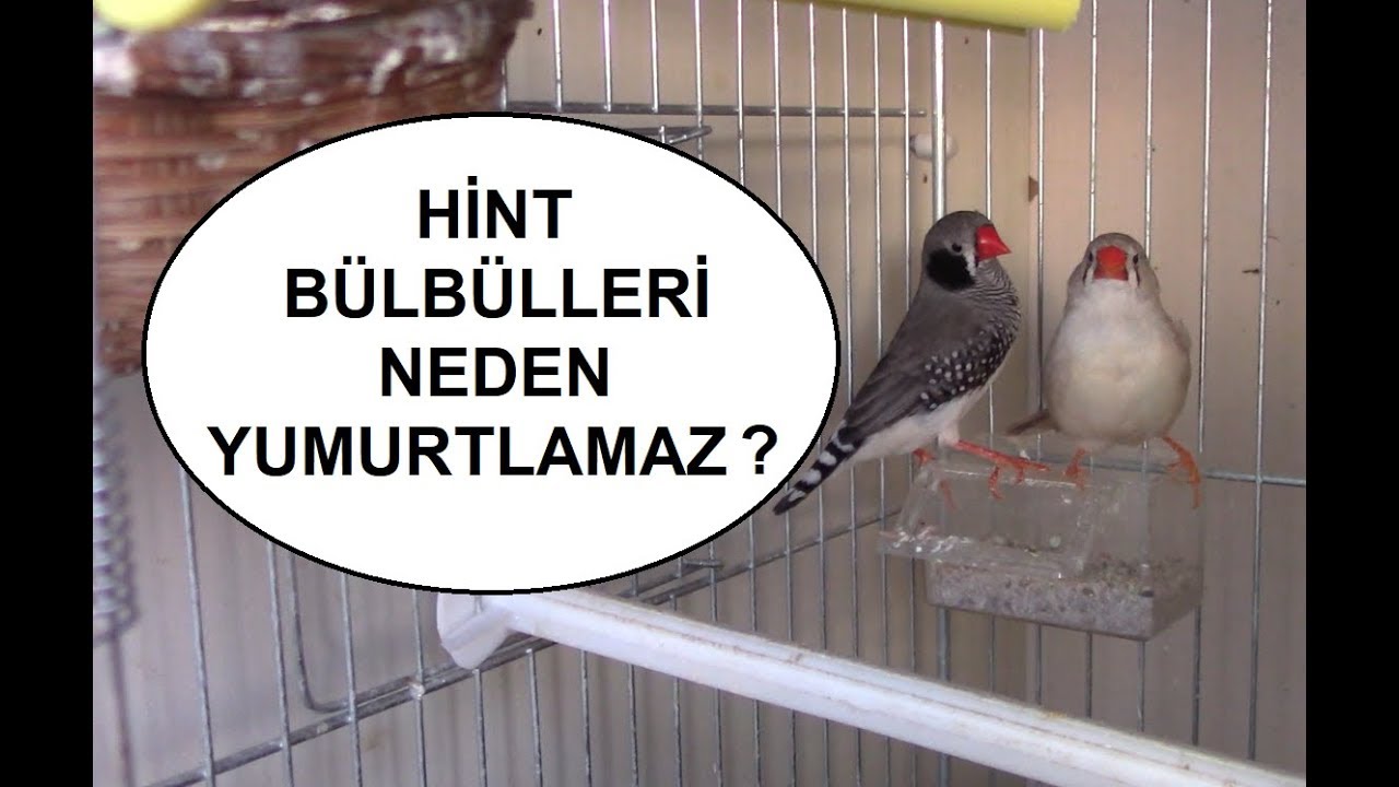 HİNT BÜLBÜLLERİ NEDEN YUMURTLAMAZ ? İşte Madde Madde Sebepleri...