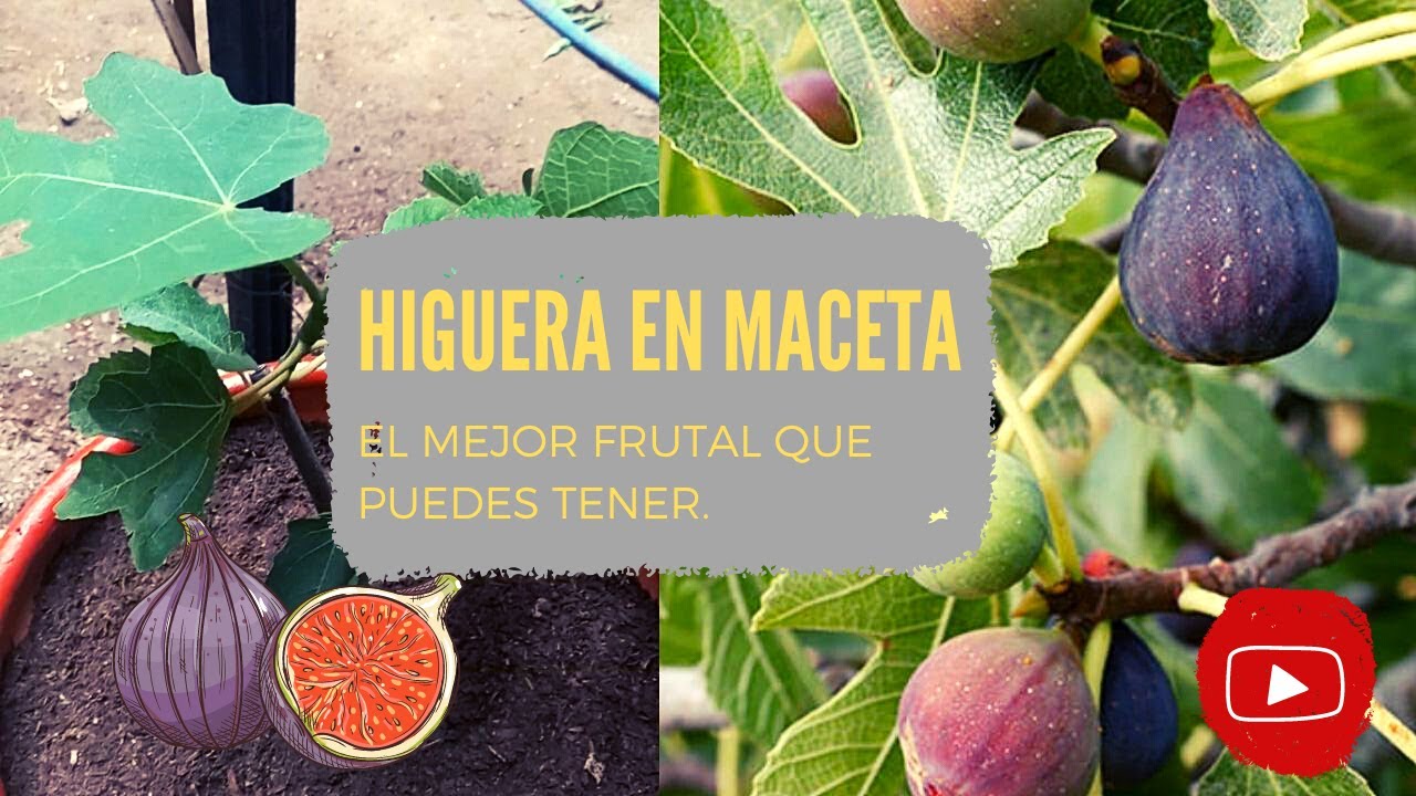 El Mejor Frutal en Maceta 👨&zwj;🌾C&oacute;mo tener una Higuera en Casa 💚 HUERTO EN CASA 💚 2022