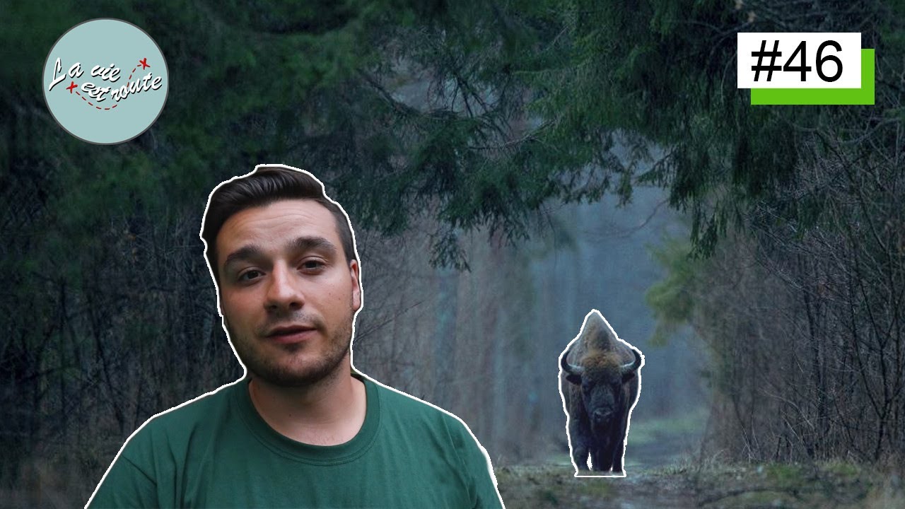 LA PLUS VIEILLE FORET D'EUROPE ! La vie est route #46