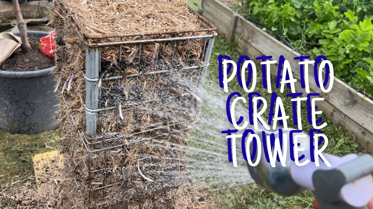 Growing potatoes in old milk crates 