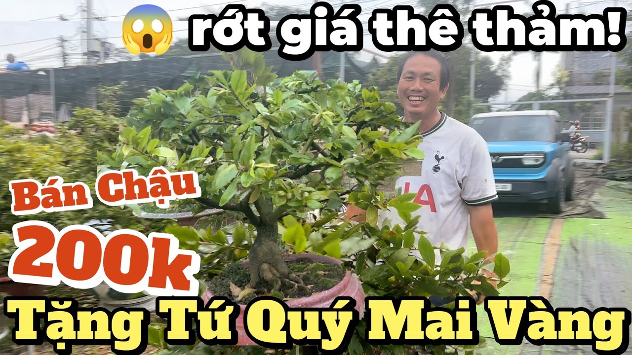 😱 Mai Tứ Quý Rớt Giá Thê Thảm! 200k Bán Chậu Tặng Cây Mai Tứ Quý có H30 Lộc Tài chốt hết 5tr/35 Cây