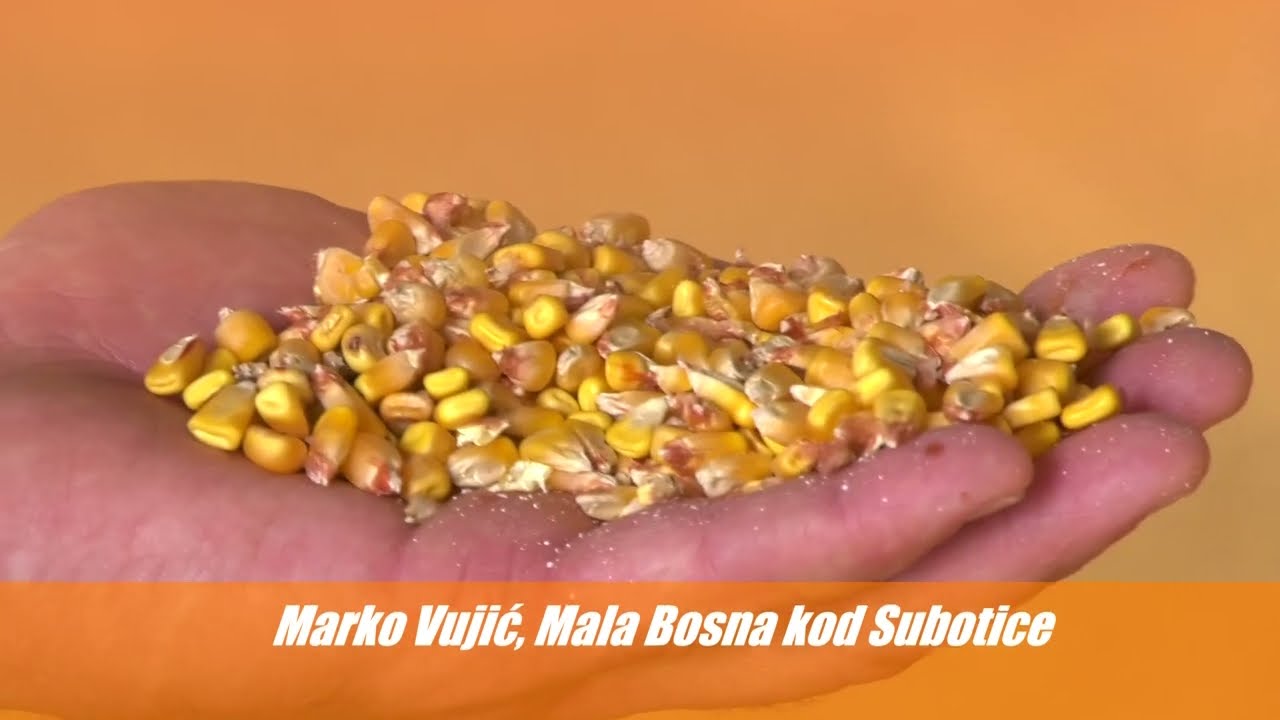 I Bez Kapi Kiše Daju Visoke Prinose - KWS Hibridi Kukuruza Za Maksimalno EKSTREMNE USLOVE