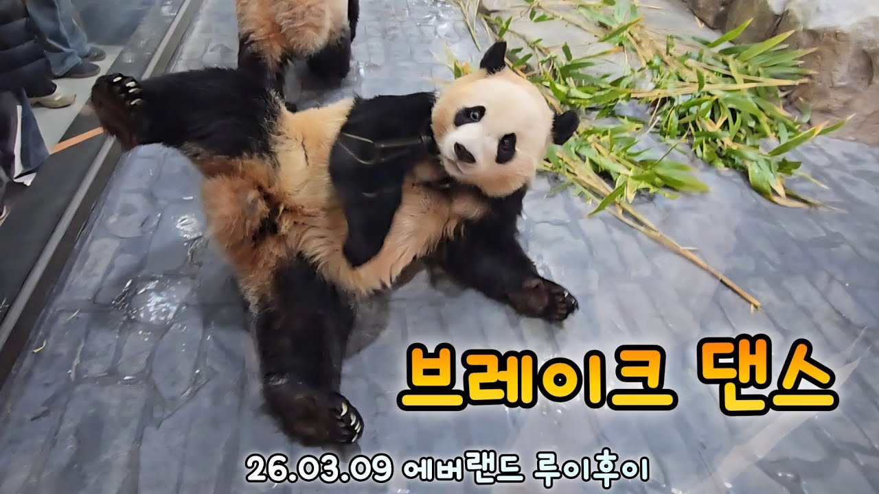 루이후이 방과후 수업에 브레이크 댄스 배워요💕26.03.09 Everland Ruibao Huibao 